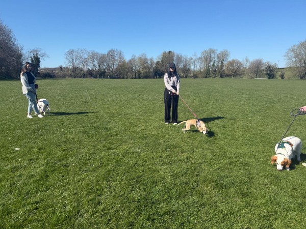 Dog Group socialisation
