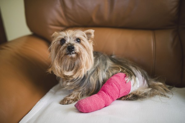 Support for dogs with longer Medical conditions