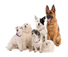 Support for Multi Dog Households