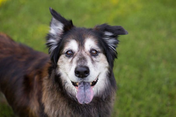 121 Support for Older Dogs