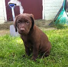 Puppy School Beginners